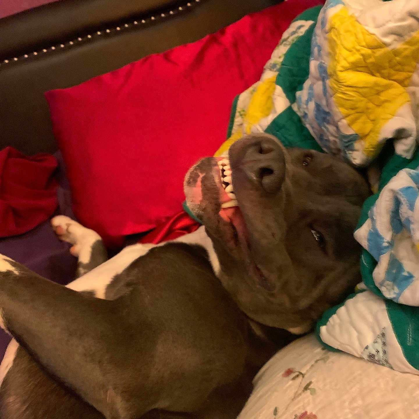 Buster Boi Blue joined the competition — help win amazing prizes! dog, pet, sleeping, lying_down, upside_down, open_mouth, teeth, funny, goofy, brown_dog, bed, blanket, quilt, pillow, bedroom, cozy, indoors, relaxed, portrait, animal