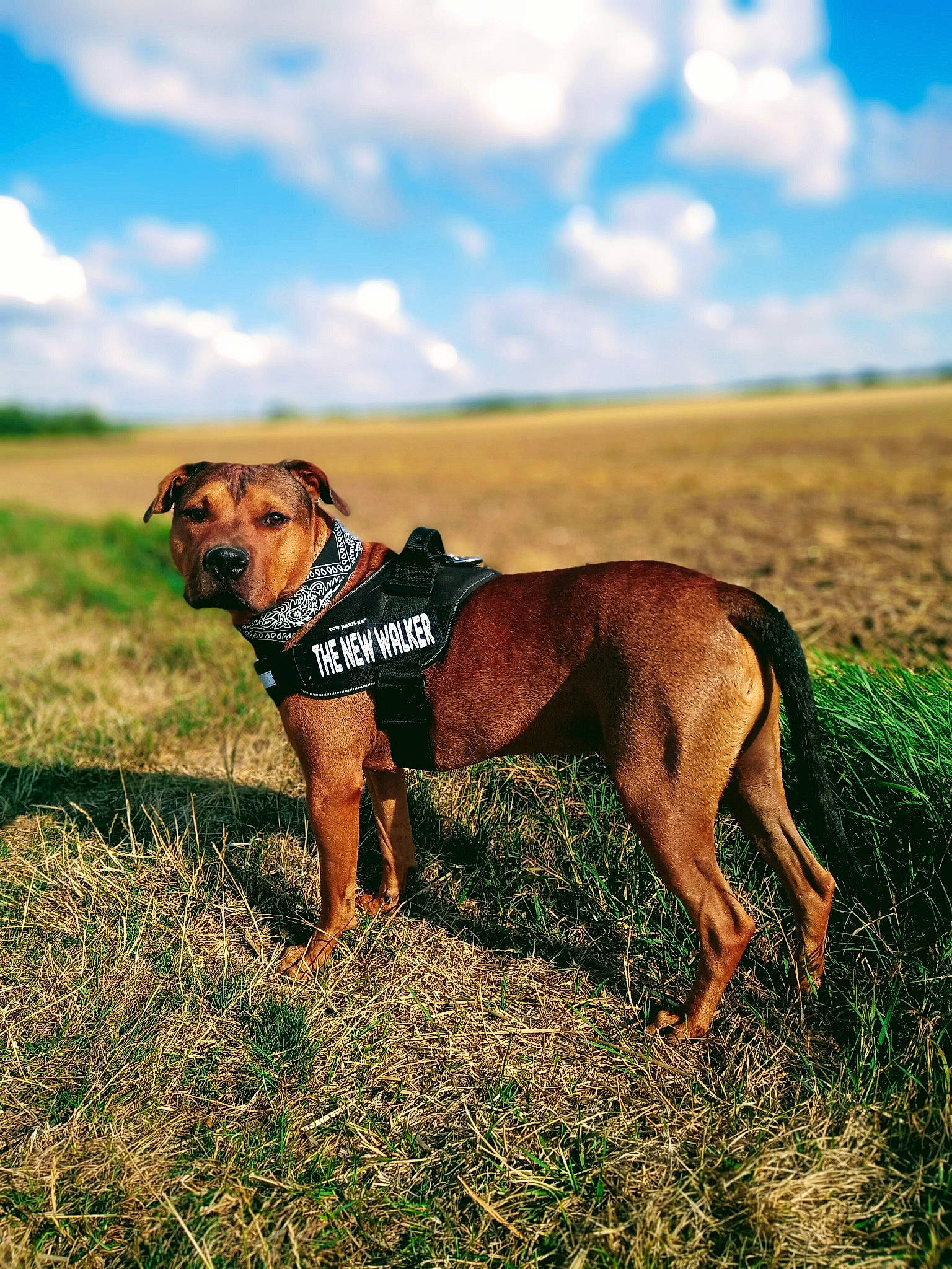 Olaf participe au concours pour gagner de l'argent avec cette photo : adventure, canidae, carnivore, dog, dog_breed, grass, grassland, hound, hunting_dog, mammal, prairie, rhodesian_ridgeback, sky, sporting_group, vertebrate, vizsla, working_dog