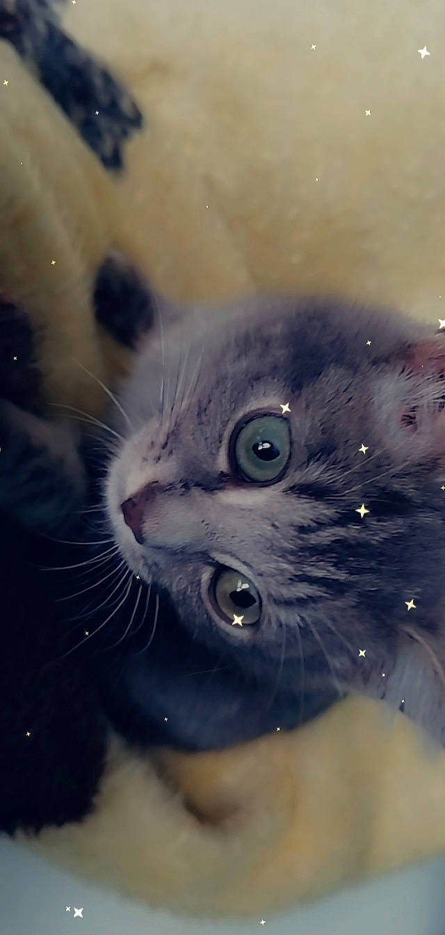 Bebe participe au concours pour gagner de l'argent avec cette photo : art, carnivore, cat, domestic_short_haired_cat, door, electric_blue, felidae, fur, organism, painting, paw, photo_caption, plant, russian_blue, small_to_medium_sized_cats, snout, terrestrial_animal, whiskers, wildlife, window