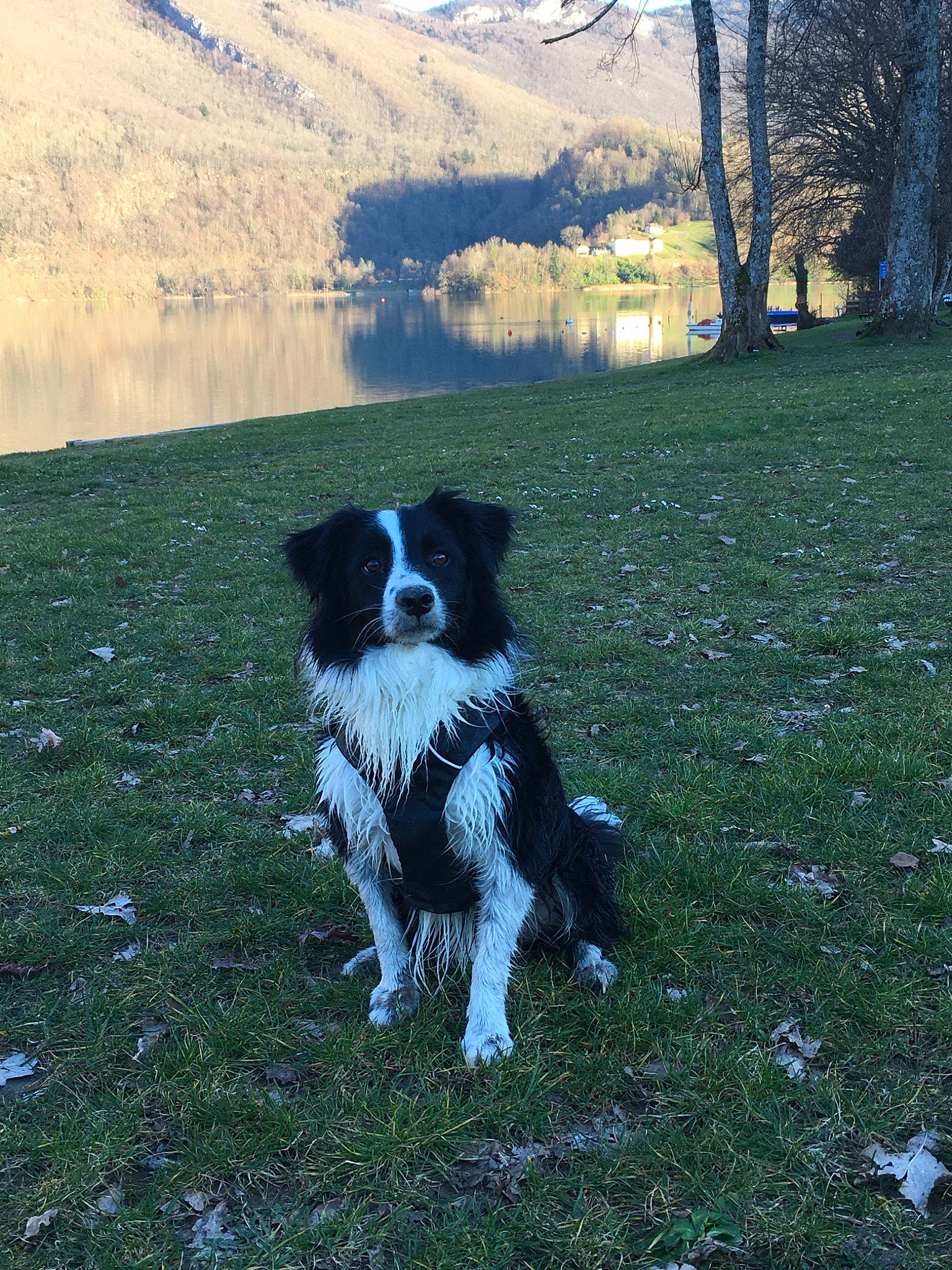 Ioko a rejoint le concours — aidez-le/la à gagner de superbes lots ! border_collie, bucovina_shepherd_dog, canidae, carnivore, dog, dog_breed, english_shepherd, grass, herding_dog, karakachan_dog, landseer, large_munsterlander, mammal, rare_breed_dog, sporting_group, stabyhoun, tornjak, vertebrate, wetterhoun, working_dog