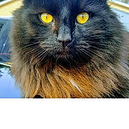 Chucky joined the competition — help win amazing prizes! animal, background_blur, black_cat, cat, close_up, domestic_cat, ears, fluffy, focused, fur, golden_eyes, intense_gaze, long_hair, mammal, nature, outdoor, pet, portrait, whiskers, yellow_eyes