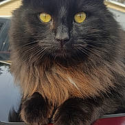 Lj is registered to the contest to win money with this photo: cat, fluffy, black_cat, golden_eyes, outdoor, animal, pet, feline, close_up, portrait, fur, whiskers, paw, window, reflection, nature, tree, house, car, daylight
