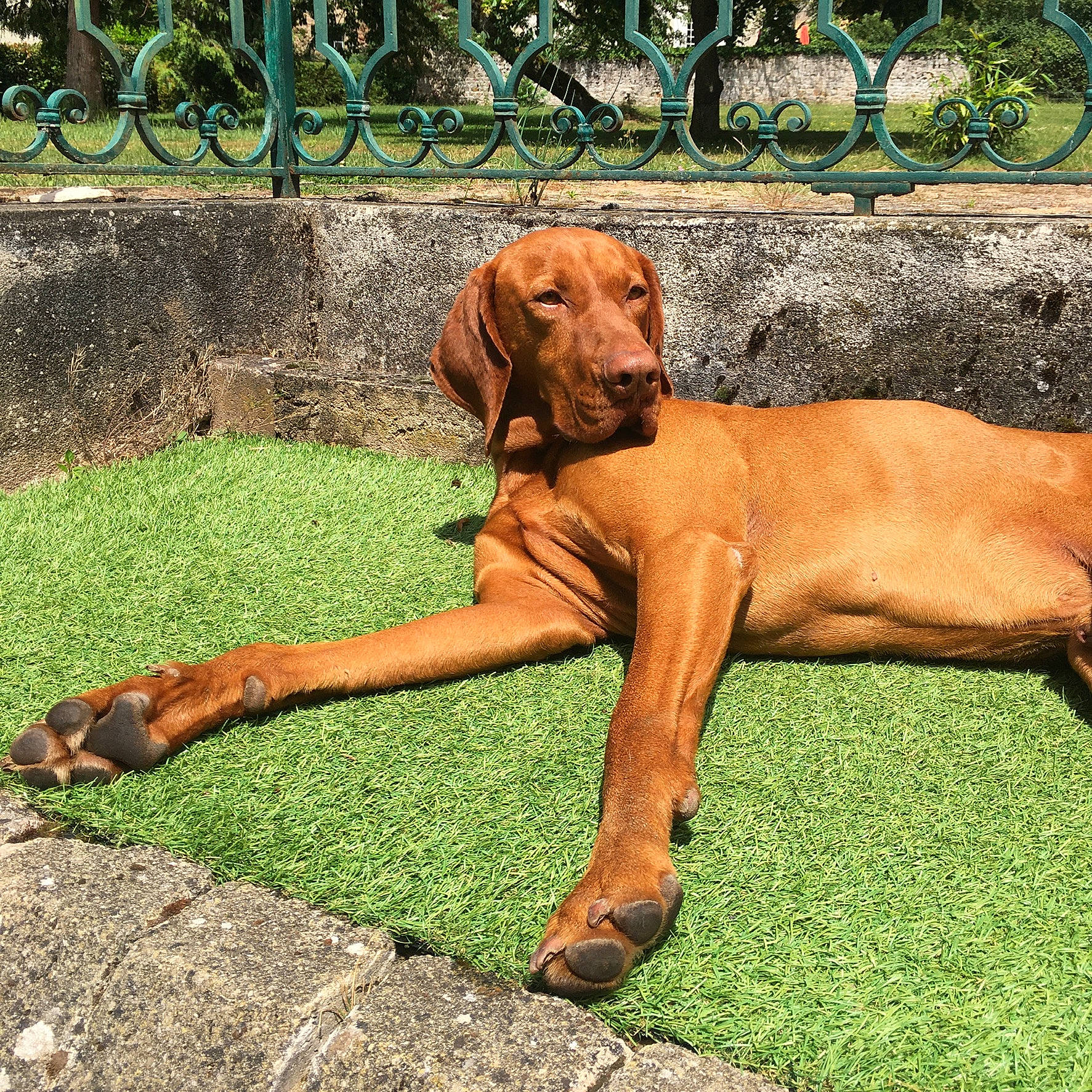 Junior a rejoint le concours — aidez-le/la à gagner de superbes lots ! bavarian_mountain_hound, canidae, carnivore, coonhound, dog, dog_breed, fawn, hanover_hound, hound, hunting_dog, liver, mammal, pointing_breed, rare_breed_dog, redbone_coonhound, rhodesian_ridgeback, sporting_group, vertebrate, vizsla, wirehaired_vizsla