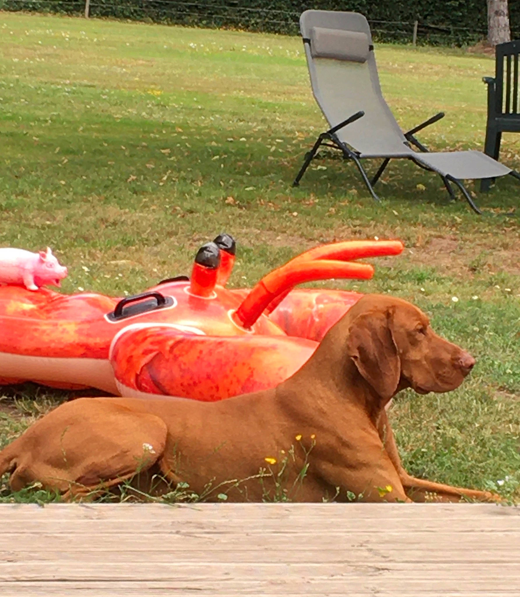 Junior participe au concours pour gagner de l'argent avec cette photo : canidae, carnivore, companion_dog, dachshund, dog, dog_breed, fawn, furniture, grass, hound, pointing_breed, rhodesian_ridgeback, sporting_group, table, vizsla, weimaraner