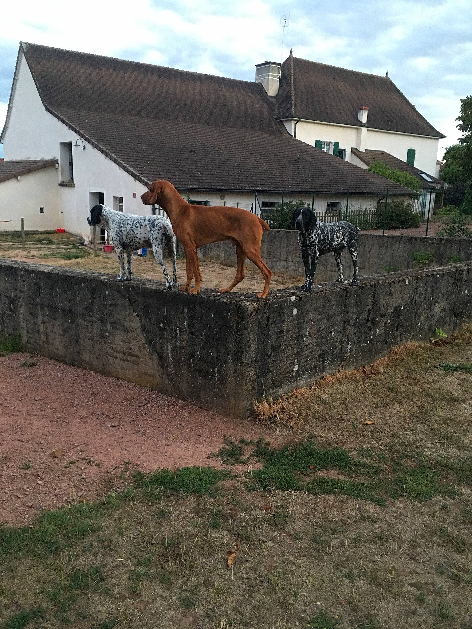 Junior a rejoint le concours — aidez-le/la à gagner de superbes lots ! home, horse, house, roof