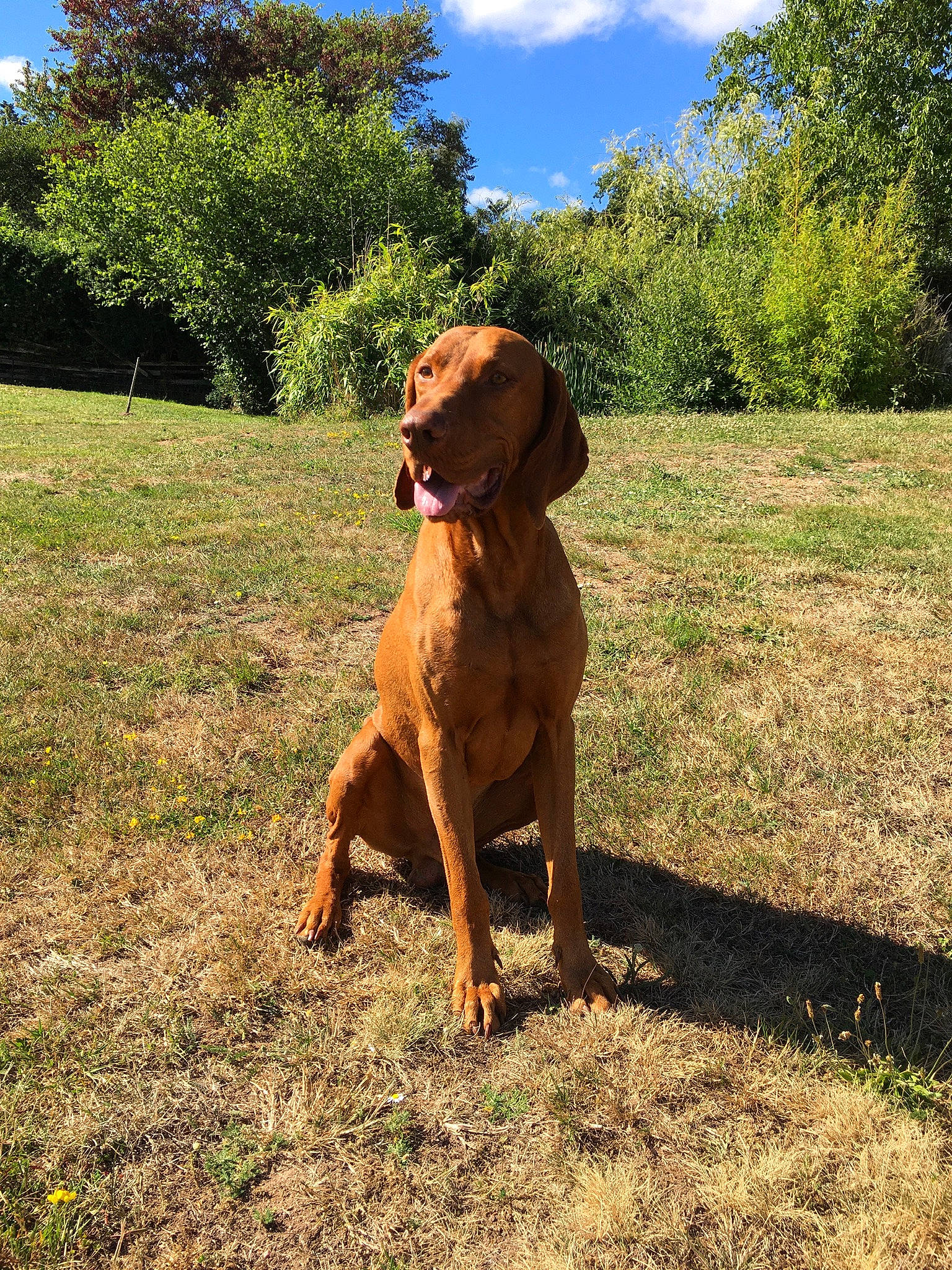 Junior participe au concours pour gagner de l'argent avec cette photo : canidae, carnivore, dog, dog_breed, field_trial, hunting_dog, liver, mammal, pointing_breed, portuguese_pointer, rare_breed_dog, redbone_coonhound, rhodesian_ridgeback, sporting_group, tosa, vertebrate, vizsla, wirehaired_vizsla