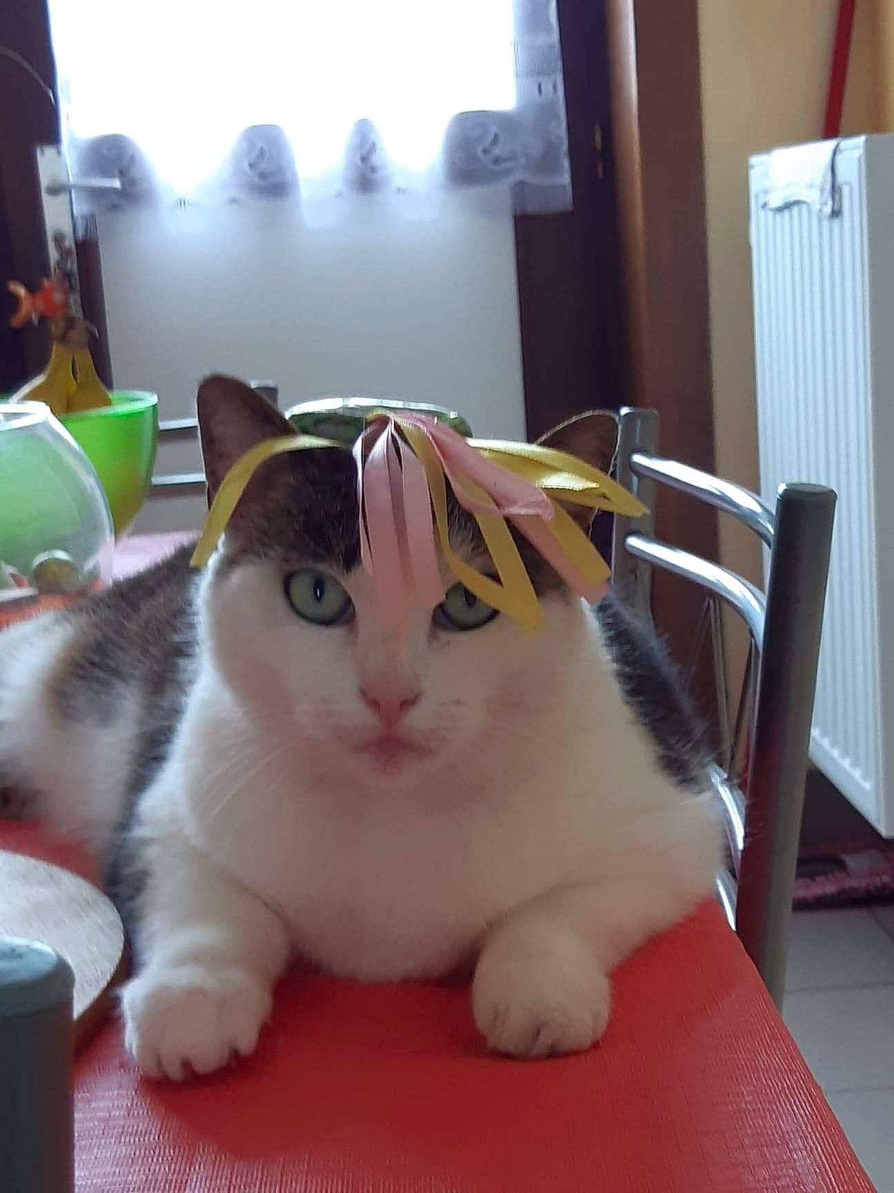 Memere participe au concours pour gagner de l'argent avec cette photo : aegean_cat, american_curl, american_wirehair, asian, carnivore, cat, domestic_short_haired_cat, felidae, fur, japanese_bobtail, kitten, mammal, polydactyl_cat, small_to_medium_sized_cats, whiskers