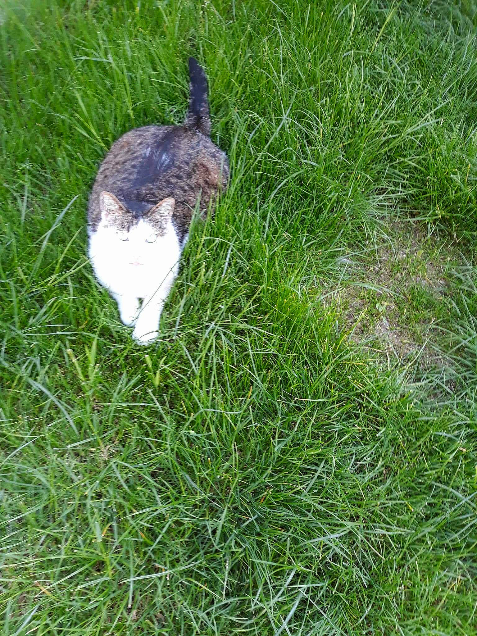 Memere participe au concours pour gagner de l'argent avec cette photo : grass, grass_family, plant, tail