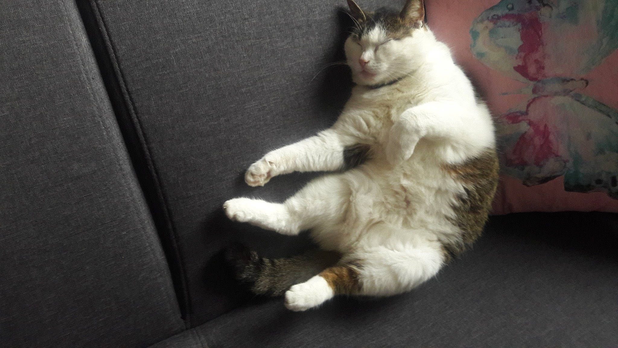 Memere participe au concours pour gagner de l'argent avec cette photo : aegean_cat, asian, carnivore, cat, claw, domestic_short_haired_cat, european_shorthair, felidae, fur, kitten, ojos_azules, paw, polydactyl_cat, small_to_medium_sized_cats, snout, tail, turkish_angora, whiskers