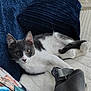 Grigio is registered to the contest to win money with this photo: animal, blanket, cat, comfort, cozy, curious, cute, domestic, feline, fur, gray_and_white, indoor, lying_down, paw, pet, pillow, relaxed, resting, soft, tail