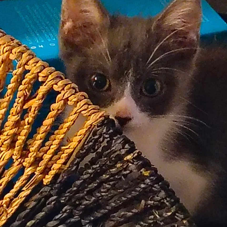 Grigio joined the competition — help win amazing prizes! animal, cat, close_up, colorful, cozy, curious, cute, ears, face, feline, gray_cat, home, indoor, kitten, peeking, pet, texture, whiskers, white_cat, woven_basket