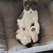 Grigio is registered to the contest to win money with this photo: animal, cat, chair, cushion, cute, domestic_animal, ears, feline, fur, grey_cat, indoor, looking, paw_pads, pet, relaxed, resting, sitting, soft_furniture, whiskers, white_cat
