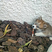 Alya participe au concours pour gagner de l'argent avec cette photo : puppy, dog, blue_eyes, bark_mulch, stick, outdoor, wall, fur, cute, small, pet, animal, nature, ground, playful, young, mischievous, chewing, texture, curious