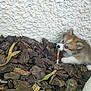 puppy, dog, blue_eyes, bark_mulch, stick, outdoor, wall, fur, cute, small, pet, animal, nature, ground, playful, young, mischievous, chewing, texture, curious