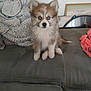 puppy, dog, blue_eyes, fluffy, couch, blanket, indoor, pet, fur, sitting, young_dog, cute, animal, domestic_animal, face, ears, tail, home, cozy, furniture