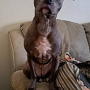 Indy joined the competition — help win amazing prizes! dog, pet, indoor, couch, seated, brown, curious, ears, face, animal, fur, paws, comfort, cushion, striped, floral, wall, home, relaxed, looking_up