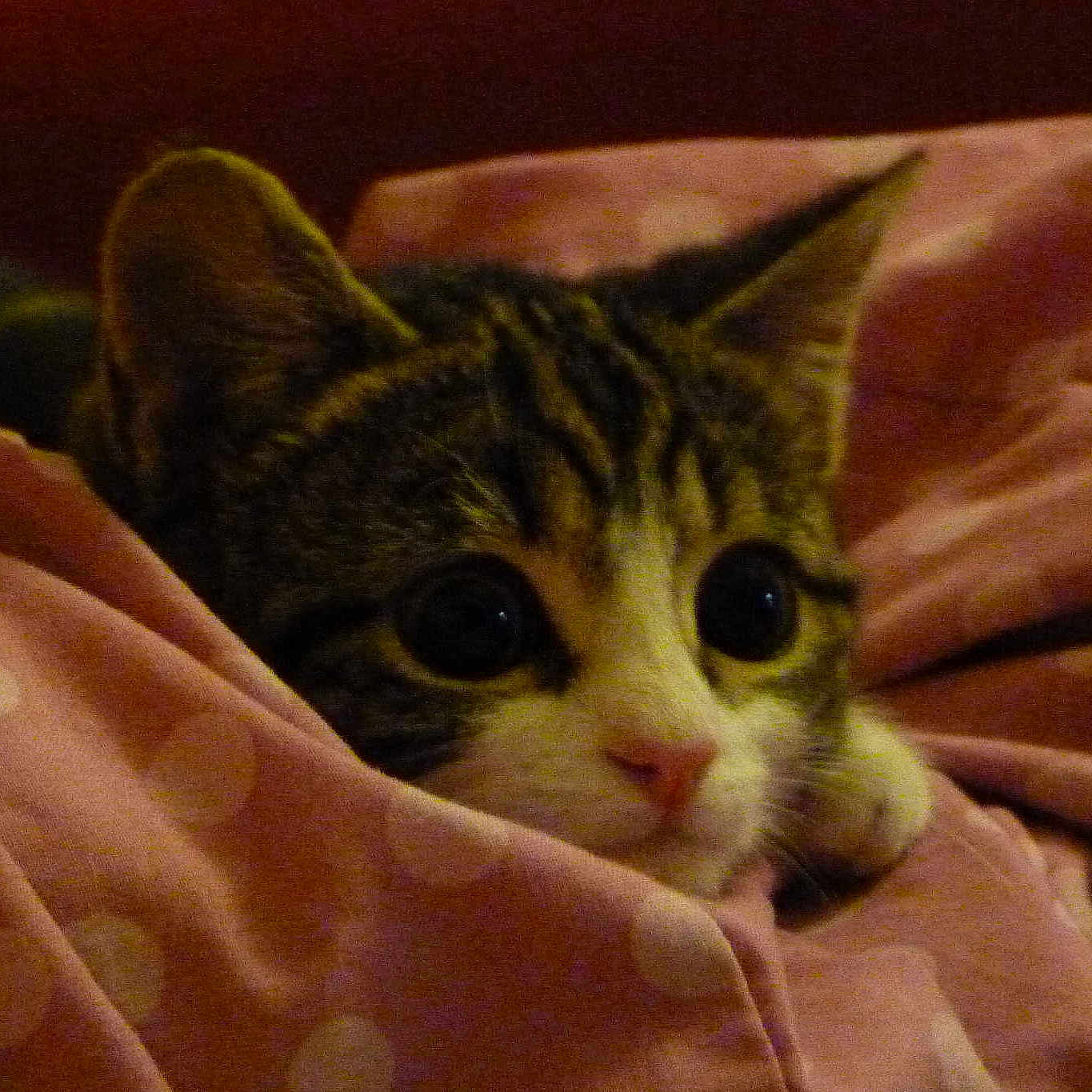 Puss Puss joined the competition — help win amazing prizes!