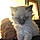 Cleo