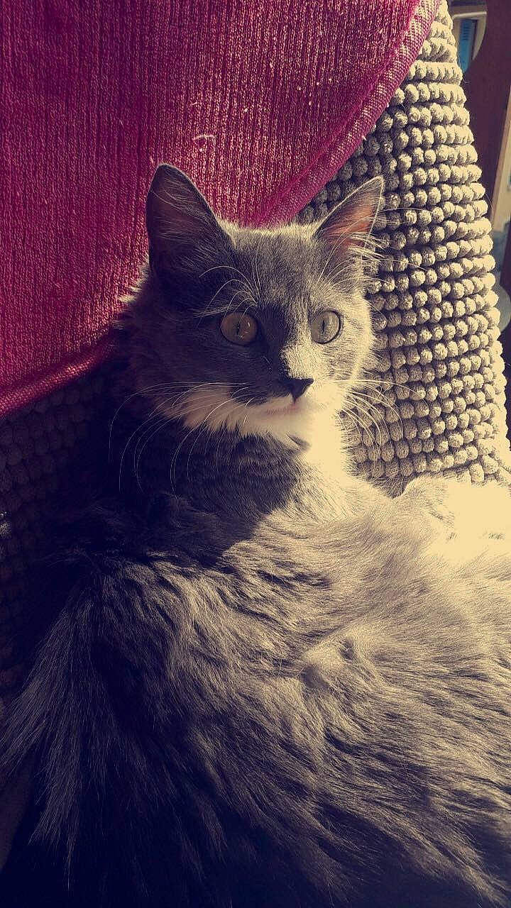 Pampette a rejoint le concours — aidez-le/la à gagner de superbes lots ! asian, carnivore, cat, domestic_short_haired_cat, felidae, fur, kitten, maine_coon, mammal, ojos_azules, sky, small_to_medium_sized_cats, tabby_cat, whiskers