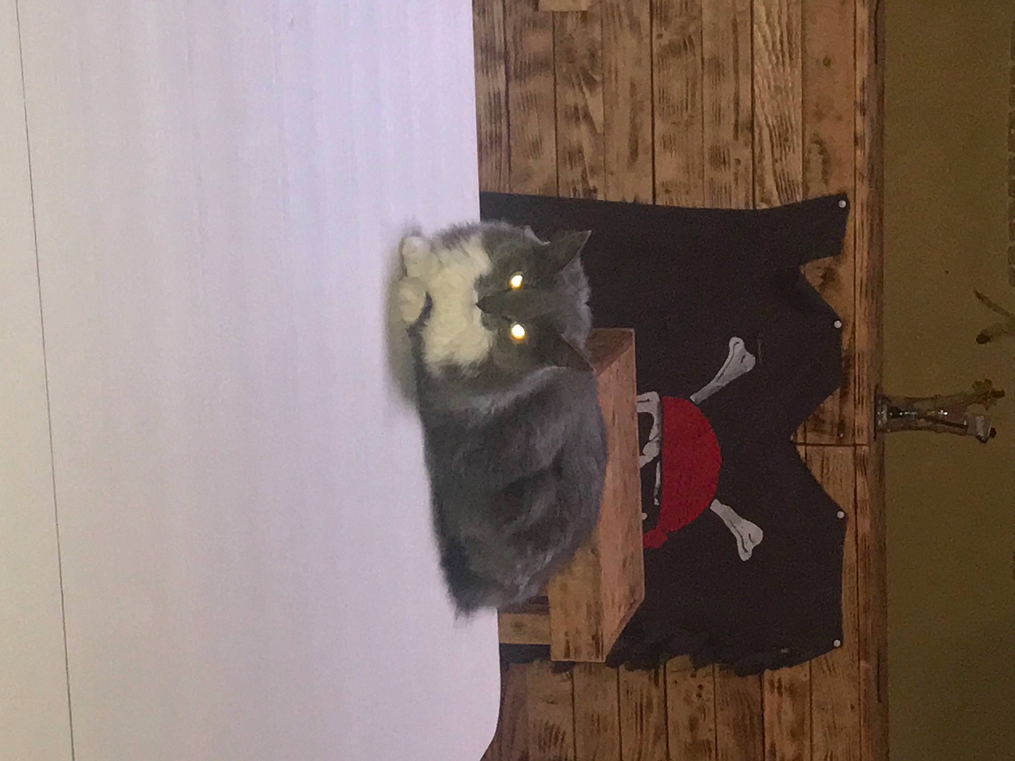 Pampette participe au concours pour gagner de l'argent avec cette photo : art, cat, felidae, fur, room, small_to_medium_sized_cats, wood