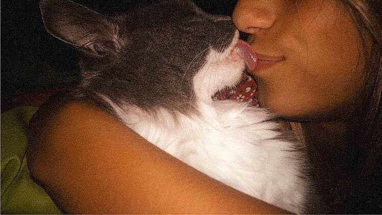 Pampette participe au concours pour gagner de l'argent avec cette photo : cat, cheek, ear, fur, gesture, interaction, jaw, kiss, lip, love, mouth, neck, nose, organ, whiskers