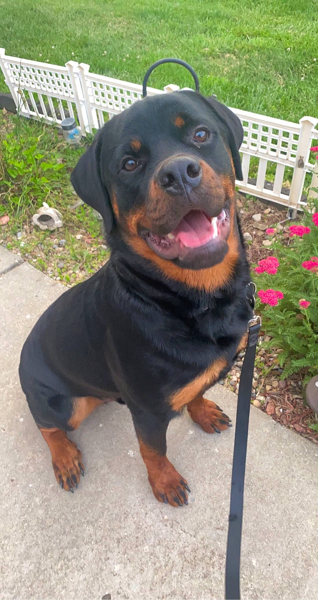 Dino is registered to the contest to win money with this photo: carnivore, chair, collar, companion_dog, dog, dog_breed, fawn, flower, flowerpot, grass, guard_dog, houseplant, outdoor_furniture, plant, rottweiler, snout, sporting_group, terrestrial_animal, working_animal, working_dog