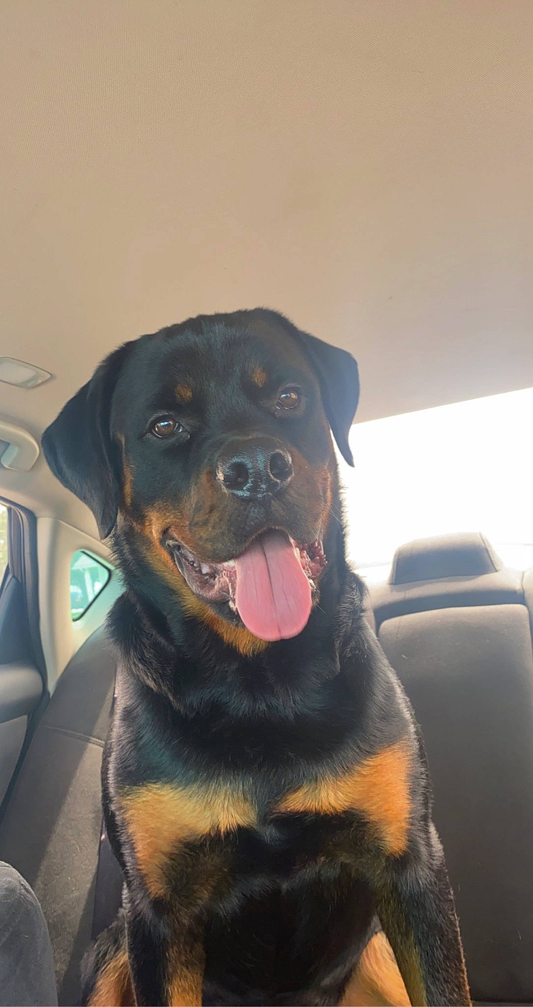 Dino joined the competition — help win amazing prizes! borador, canidae, carnivore, collar, companion_dog, dog, dog_breed, dog_collar, fawn, fur, guard_dog, hunting_dog, rottweiler, snout, whiskers, window, windshield, working_animal, working_dog