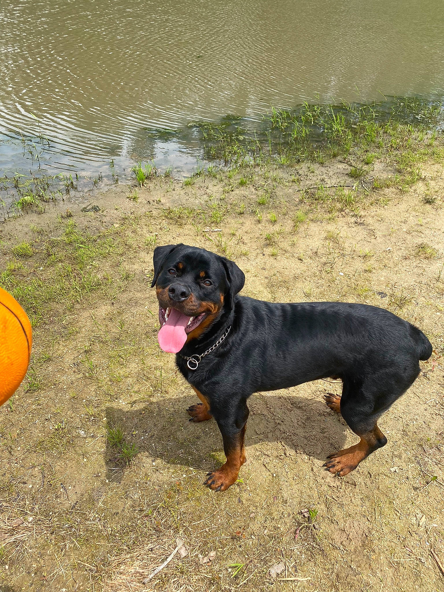 Dino is registered to the contest to win money with this photo: ball, canidae, carnivore, collar, companion_dog, dog, dog_breed, dog_collar, grass, guard_dog, lake, liquid, plant, rottweiler, sporting_group, sports_equipment, tail, terrestrial_animal, water, working_animal