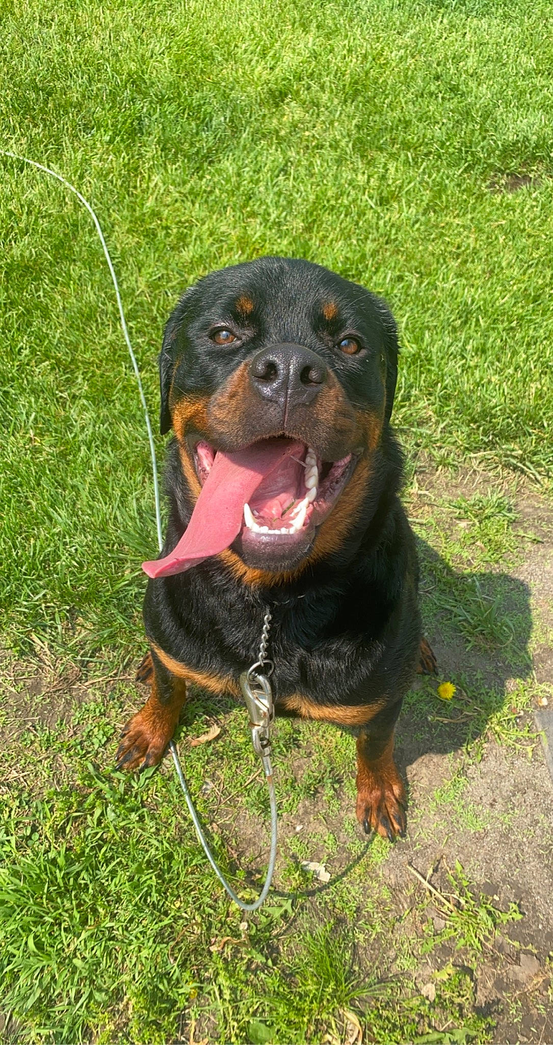 Dino is registered to the contest to win money with this photo: canidae, carnivore, companion_dog, dog, dog_breed, drooling, grass, guard_dog, hound, hunting_dog, liver, rottweiler, snout, sporting_group, terrestrial_animal, whiskers, working_animal, working_dog