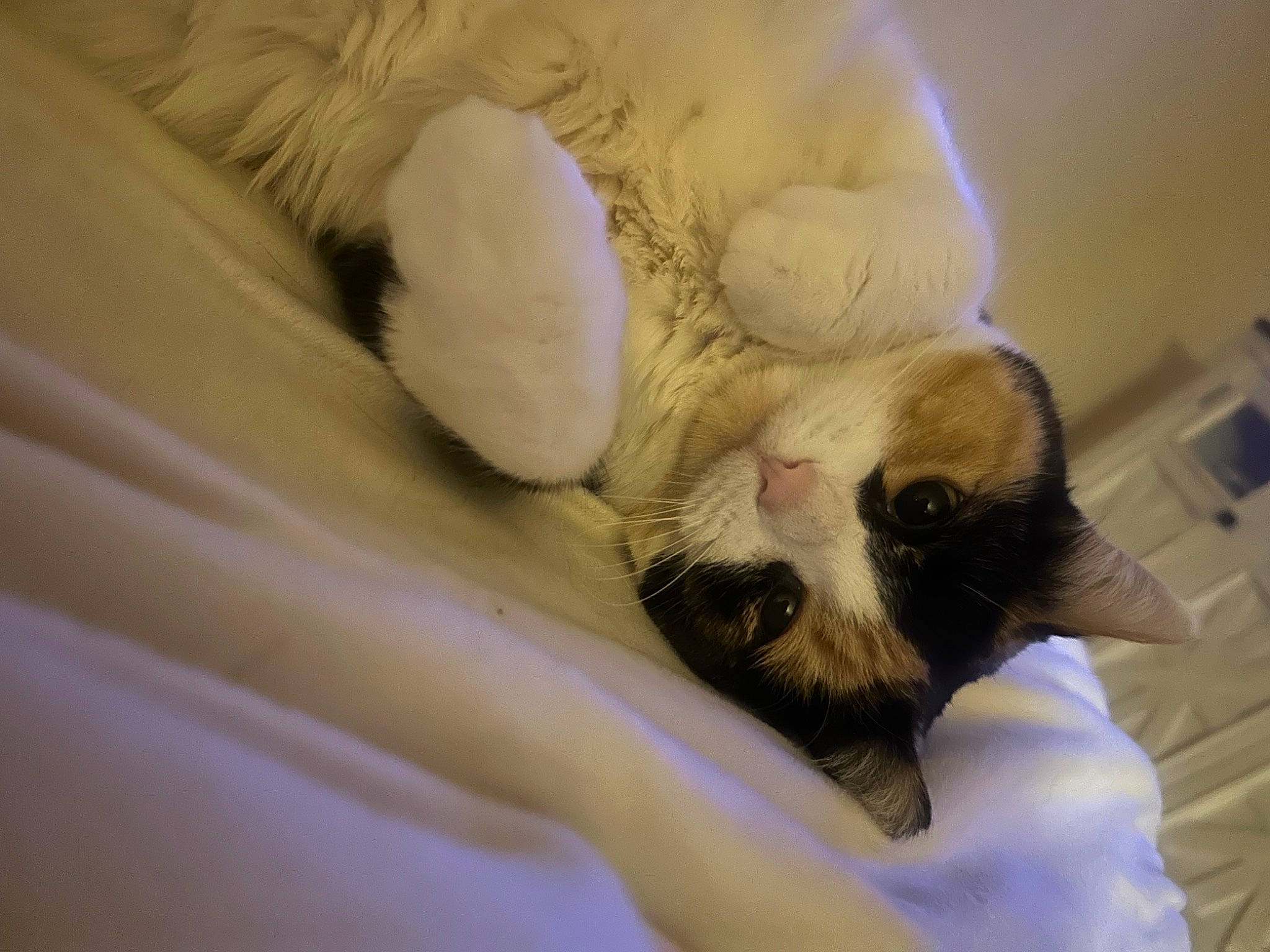 Reeses joined the competition — help win amazing prizes! balinese, beard, canidae, carnivore, cat, claw, comfort, dog_breed, domestic_short_haired_cat, fawn, felidae, fur, linens, paw, siamese, small_to_medium_sized_cats, snout, tail, thai, whiskers