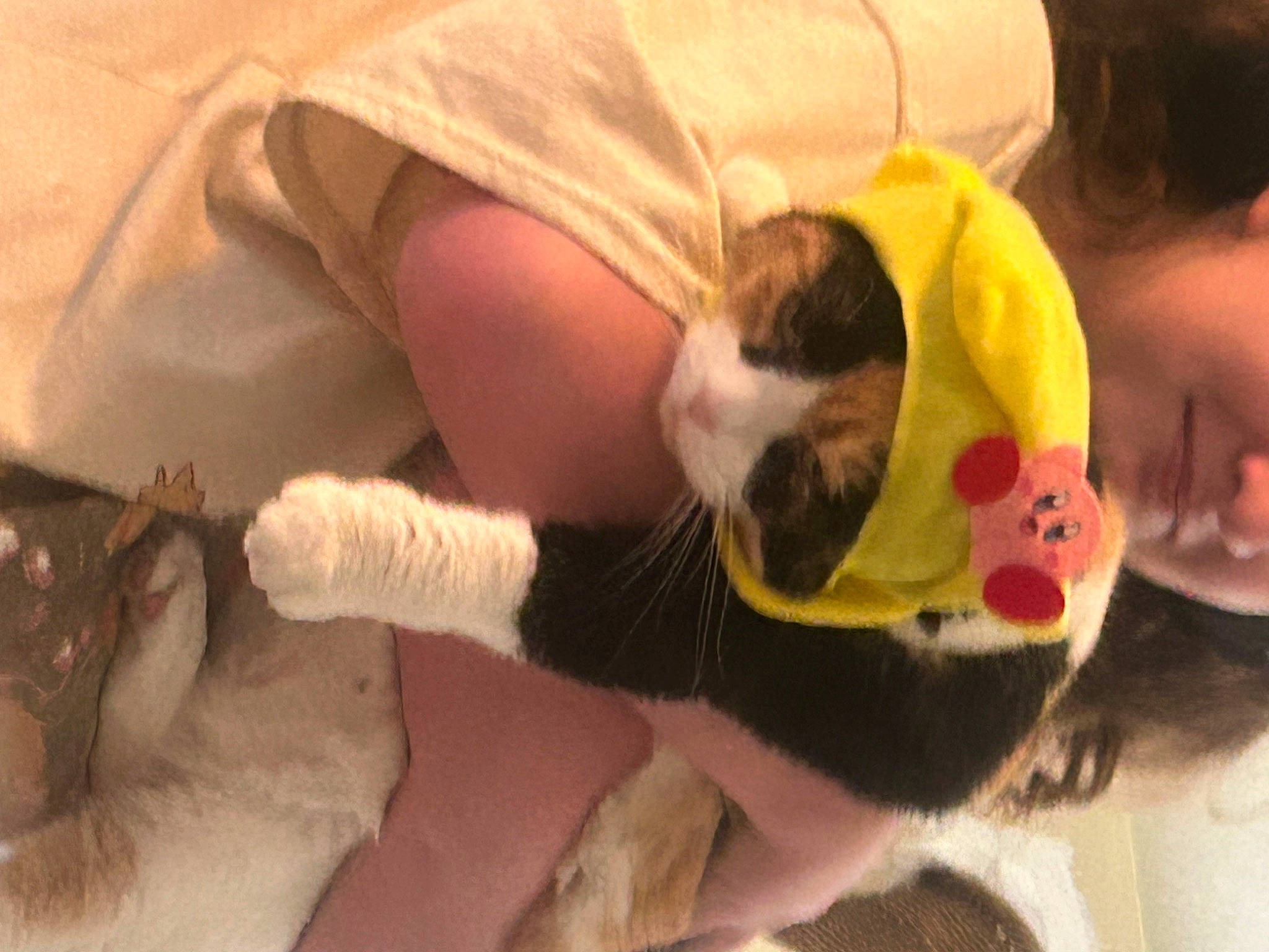 Reeses is registered to the contest to win money with this photo: carnivore, cat, comfort, companion_dog, dog_breed, domestic_short_haired_cat, fawn, felidae, finger, fur, happy, lap, leg, paw, small_to_medium_sized_cats, snout, sunglasses, tail, textile, whiskers