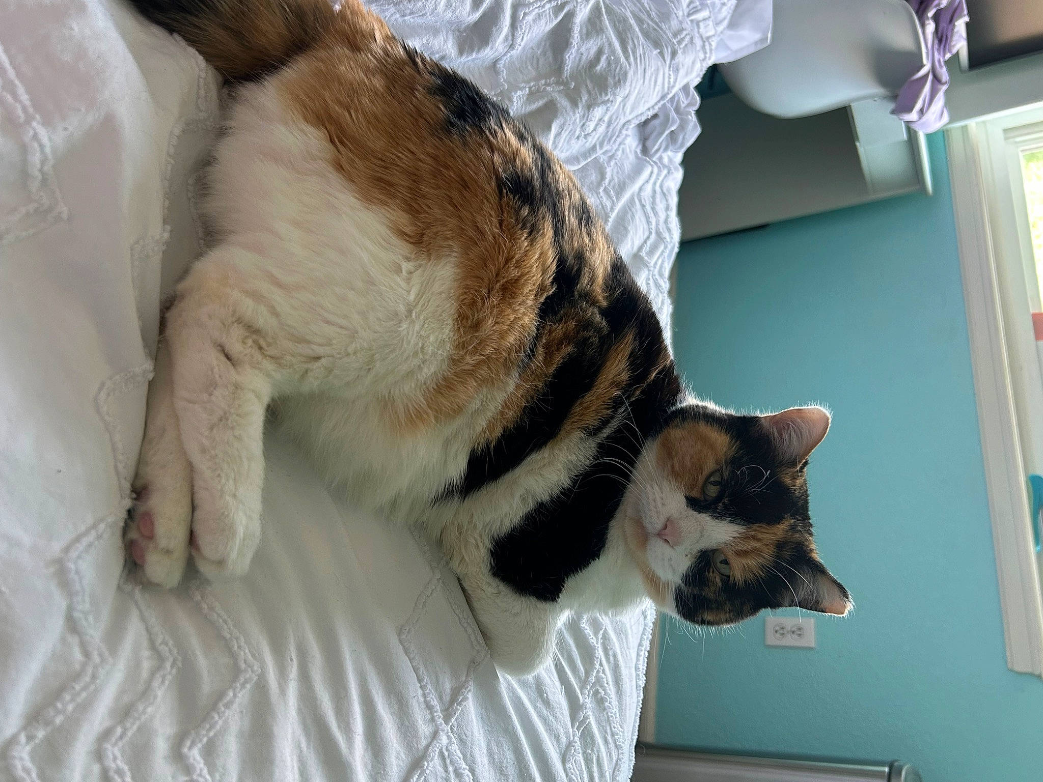 Reeses joined the competition — help win amazing prizes! canidae, carnivore, cat, claw, collar, comfort, dog_breed, domestic_short_haired_cat, fawn, felidae, fur, human_leg, mammal, paw, small_to_medium_sized_cats, snout, sporting_group, tail, whiskers, wood