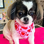 Gracie Lou is registered to the contest to win money with this photo: dog, small_dog, bandana, hearts, pink_surface, polka_dot_background, fluffy_ears, cute, pet, indoor, portrait, animal, fur, sitting, adorable, close_up, decor, friendly, companion, playful