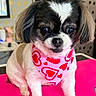 adorable, animal, bandana, close_up, companion, cute, decor, dog, fluffy_ears, friendly, fur, hearts, indoor, pet, pink_surface, playful, polka_dot_background, portrait, sitting, small_dog