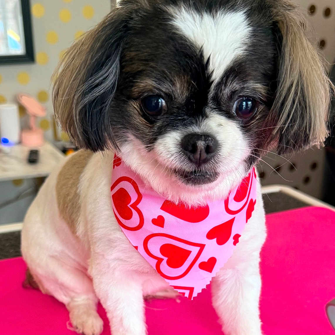 Gracie Lou