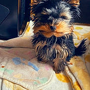 Tango is registered to the contest to win money with this photo: dog, puppy, small_dog, fluffy, ears, blanket, indoor, floor, cute, pet, fur, animal, cozy, brown, black, adorable, young_dog, sitting, domestic_animal, companion