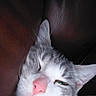 Kuchi joined the competition — help win amazing prizes! cat, sleepy, close_up, gray, white, pink_nose, whiskers, pet, animal, fur, relaxed, indoor, leather, couch, resting, cute, face, portrait, cozy, nap