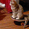 cat, skateboard, indoor, wooden_floor, curious, animal, pet, feline, sitting, red_curtain, tail, floor, domestic, whiskers, paws, side_view, quiet, household, cute, calm