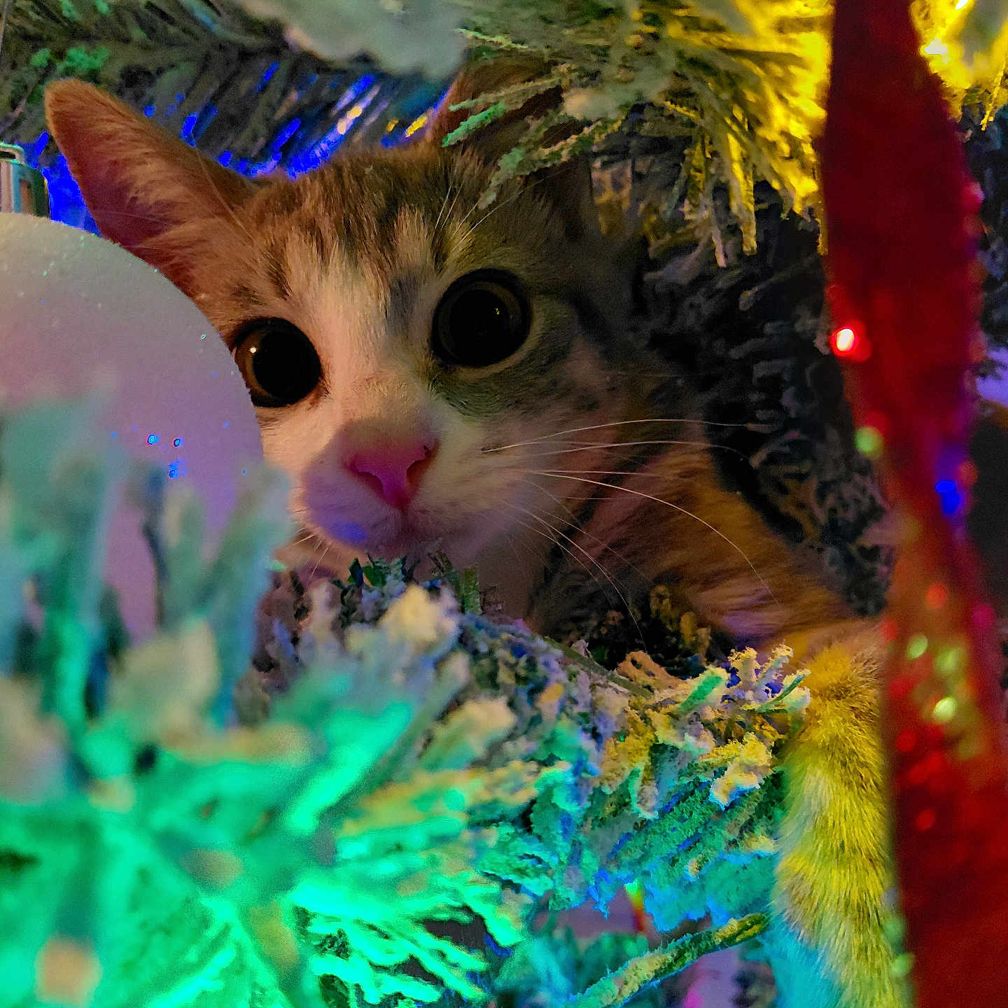 Kuchi joined the competition — help win amazing prizes! cat, christmas_tree, ornament, holiday, festive, colorful_lights, curious, wide_eyes, frosted_branches, close_up, indoor, pet, animal, green, yellow, red, white, decorations, cute, holiday_season