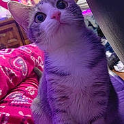 Kuchi joined the competition — help win amazing prizes! cat, kitten, indoor, stop_sign, blanket, patterned_fabric, purple_lighting, furniture, wooden_drawer, curious, pet, animal, whiskers, ears, eyes, nose, closeup, sitting, cozy, colorful