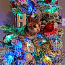 Kuchi joined the competition — help win amazing prizes! cat, kitten, christmas_tree, christmas_lights, ornaments, holiday, indoor, decorations, festive, colorful, frosted_tree, red_ornaments, white_ornaments, greenery, feline, cute, playful, pet, animal, tree_branch