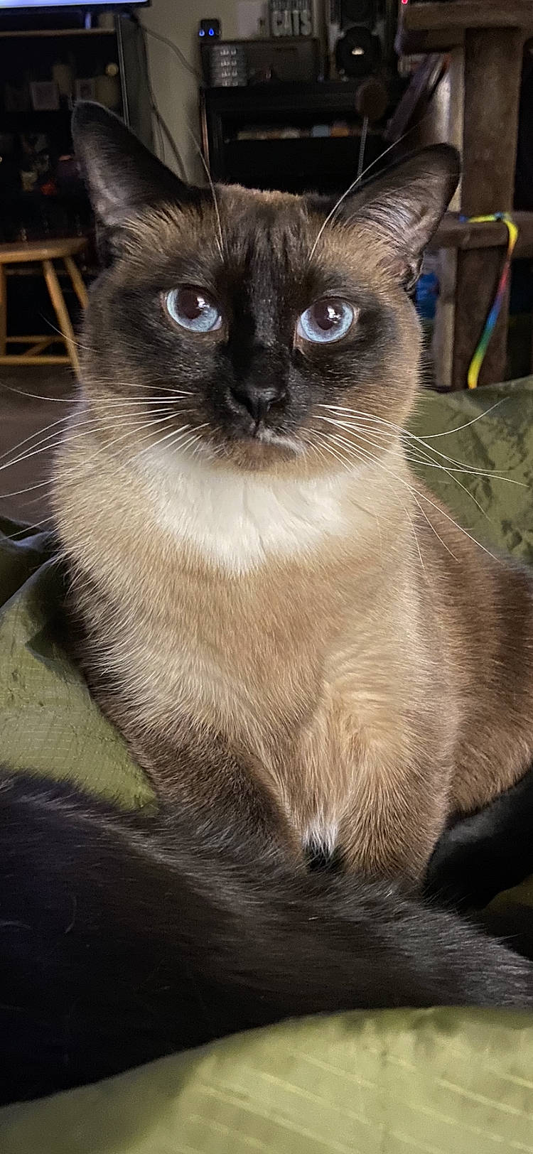 Jude joined the competition — help win amazing prizes! abyssinian, animal, cat, manx, pet, siamese