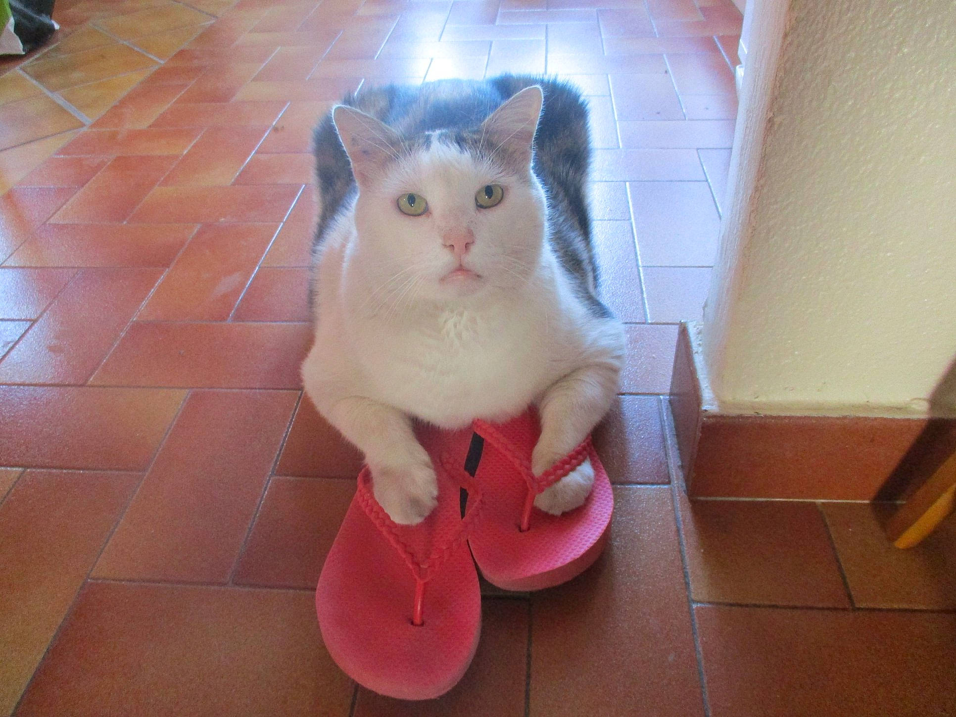 Atchoum a rejoint le concours — aidez-le/la à gagner de superbes lots ! carnivore, cat, domestic_short_haired_cat, european_shorthair, fawn, felidae, floor, flooring, footwear, kitten, leg, pink, polydactyl_cat, shoe, skin, small_to_medium_sized_cats, snapshot, tail, tile, whiskers