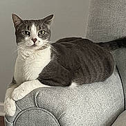 Kitty joined the competition — help win amazing prizes! animal, armrest, cat, couch, domestic_animal, ears, floor, fur, furniture, gray_cat, home, indoor, looking, pet, resting, sofa, tail, wall, whiskers, white_cat