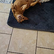Hercule a rejoint le concours — aidez-le/la à gagner de superbes lots ! animal, brown_dog, canine, companion, cozy, cute, dog, domestic, floor_tiles, fluffy_bed, home, indoor, looking_up, mat, pet_bed, playful, relaxed, resting, small_dog, tile_floor