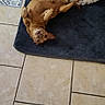 animal, brown_dog, canine, companion, cozy, cute, dog, domestic, floor_tiles, fluffy_bed, home, indoor, looking_up, mat, pet_bed, playful, relaxed, resting, small_dog, tile_floor