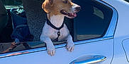 Mylo is registered to the contest to win money with this photo: dog, car, window, collar, tongue, happy, outdoor, sunlight, tree, blue_sky, white_car, reflection, pillow, clothing, tire, side_view, pet, animal, transportation, daytime
