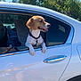 dog, car, window, collar, tongue, happy, outdoor, sunlight, tree, blue_sky, white_car, reflection, pillow, clothing, tire, side_view, pet, animal, transportation, daytime