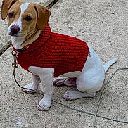 Mylo is registered to the contest to win money with this photo: puppy, dog, red_sweater, leash, concrete, pet, cute, sitting, brown_and_white, young_dog, outdoor, animal, canine, fur, collar, small_dog, side_view, looking, alert, domestic_animal