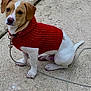 puppy, dog, red_sweater, leash, concrete, pet, cute, sitting, brown_and_white, young_dog, outdoor, animal, canine, fur, collar, small_dog, side_view, looking, alert, domestic_animal
